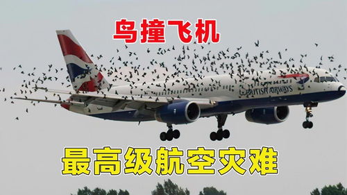 专家解析，印度坠毁飞机可能遭遇鸟击的背后真相